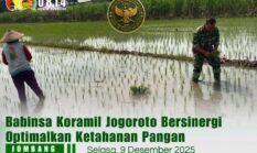 Babinsa Koramil Jogoroto Bersinergi Optimalkan Ketahanan Pangan