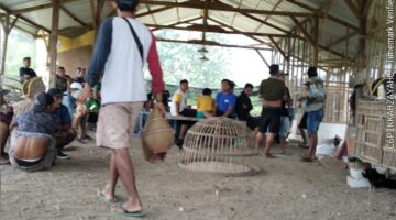 Diduga Sabung Ayam di Wringinanom Gresik Beroperasi Terang-Terangan, APH Diminta Bertindak Tegas