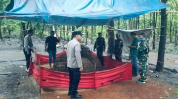 BRAVO Pak Kopolres, Perjudian Sabung Ayam Aduan di Sendangrejo – Jombang Berakhir Penggerebekan!!!, Miskipun Dalang Otaknya Tersenyum Tipis???