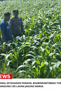 Polres Jombang Kawal Ketahanan Pangan, Bhabinkamtibmas Turun Langsung Cek Lahan Jagung Warga
