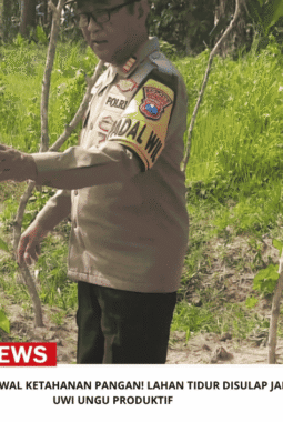 Kapolsek Kudu Kawal Ketahanan Pangan! Lahan Tidur Disulap Jadi Kebun Uwi Ungu Produktif