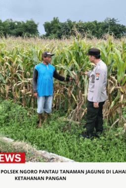 Bhabinkamtibmas Polsek Ngoro Pantau Tanaman Jagung di Lahan Ketahanan Pangan