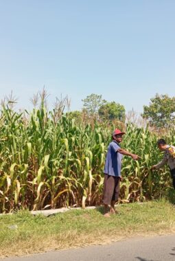 Personel Polsek Jombang Monitoring Perkembangan Tanaman Jagung di Desa Plosogeneng