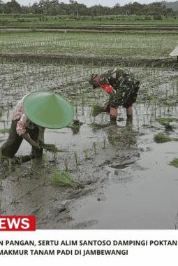 Dukung Ketahanan Pangan, Sertu Alim Santoso Dampingi Poktan Tani Makmur Tanam Padi Di Jambewangi