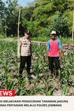 Polsek Ngusikan Melakukan Pengecekani Tanaman Jagung Bantuan Dinas Pertanian melalui Polres Jombang