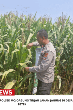 Bhabinkamtibmas Polsek Mojoagung Tinjau Lahan Jagung di Desa Betek