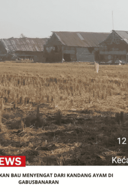 Warga Keluhkan Bau Menyengat dari Kandang Ayam di Gabusbanaran